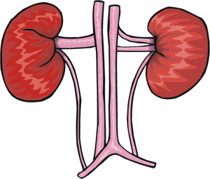 Nephrologist & Physicians