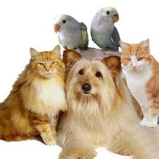 PetsVcare Animal Hospitals