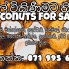 Coconut - Nugegoda