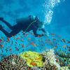 Mirissa Golden Fish Diving Center