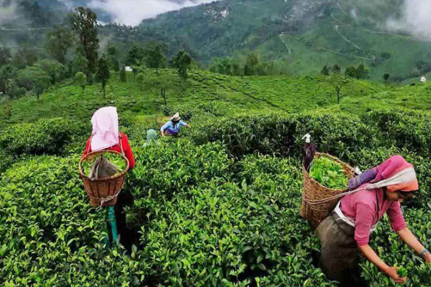 Tea production in May records an uptick anifdt five month overall decline