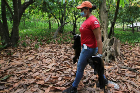 Dead monkeys are dropping from Mexico’s trees in brutal heat wave