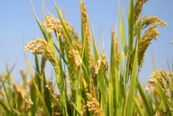 USAID, and FAO to boost Sri Lanka rice-based ecosystem productivity