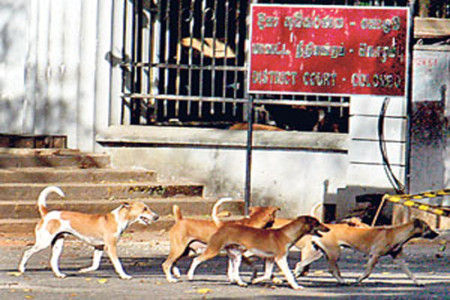 Risk of increase in rabies if free-roaming dog population is not controlled: Health suthorities