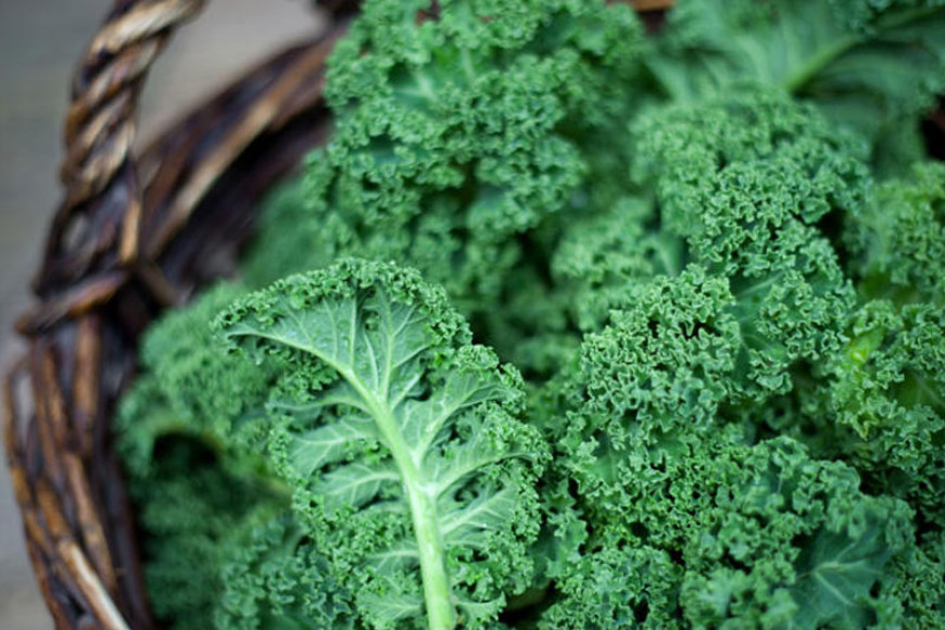 Expert-Backed Nutrition Tips for Kale: Unlock the Health Benefits!