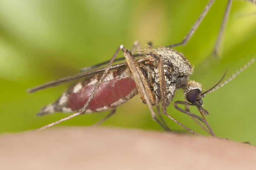 Private firms under scrutiny for negligence in mosquito control