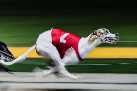 Dying for sport: Abuse claims rock Australian greyhound racing