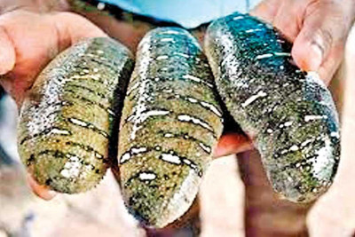 Sea Cucumber Farming becomes a threat to local Fishermen