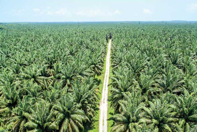 Asian Palm Oil Association expresses concern on palm oil ban